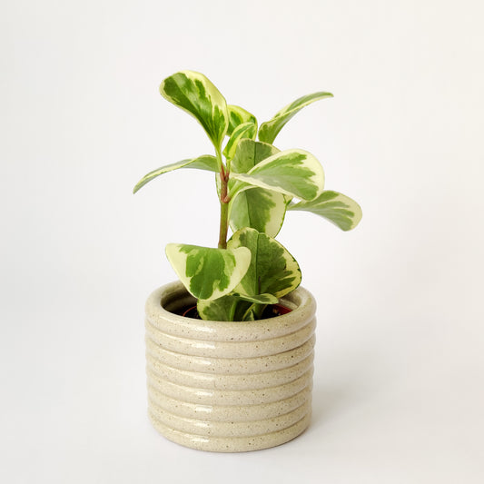 Hoop White Small Planter